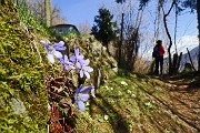 47 Hepatica nobilis